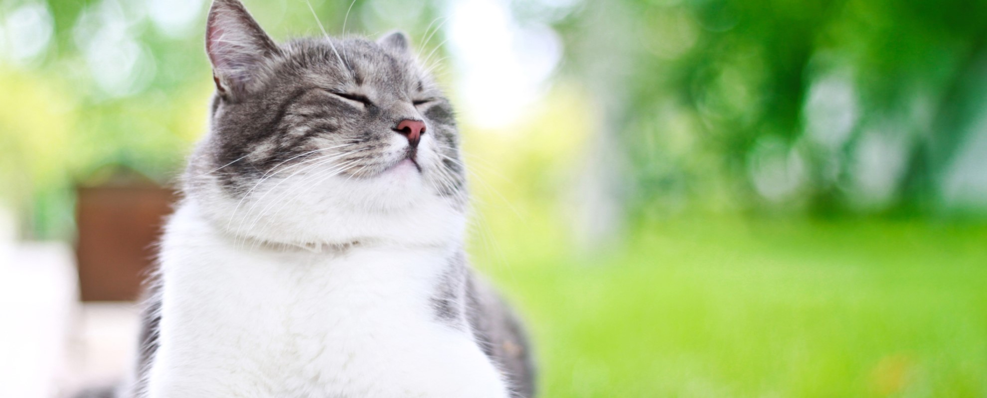 Purina One Sikerprogram banner