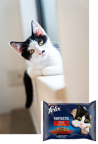 Nestlé Spar Augusztus macska