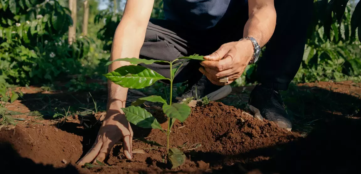 A Nescafé kávébeszerzésének már több mint fele származik regeneratív mezőgazdaságból
