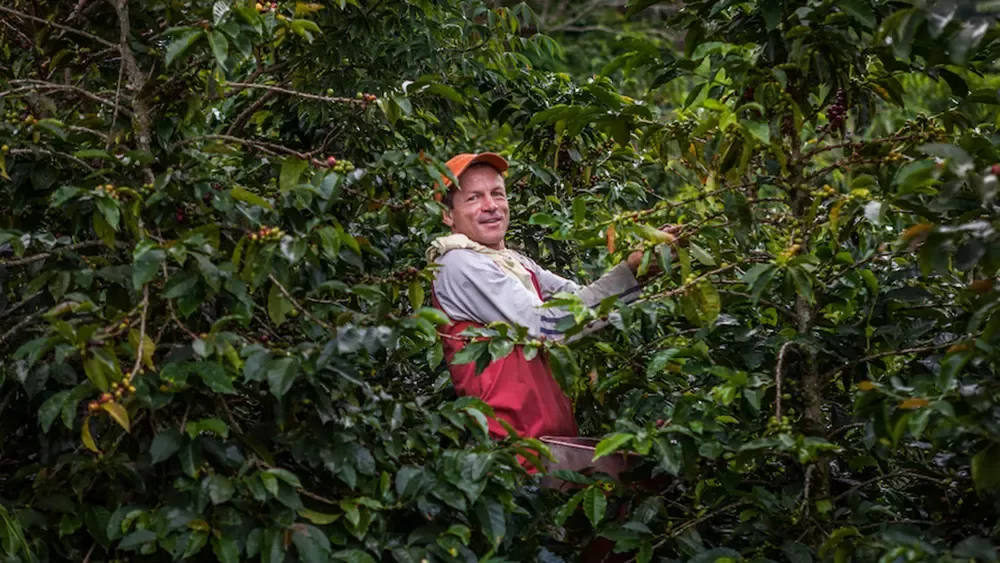 Nescafé Plan 2030