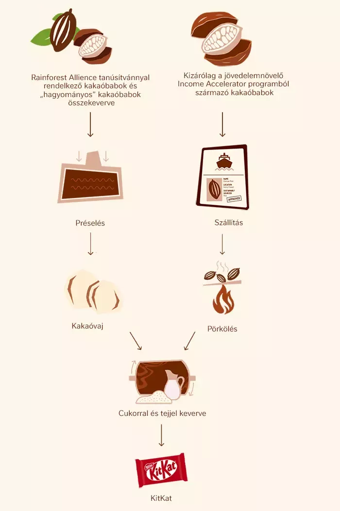 Cocoa infografika HU v2