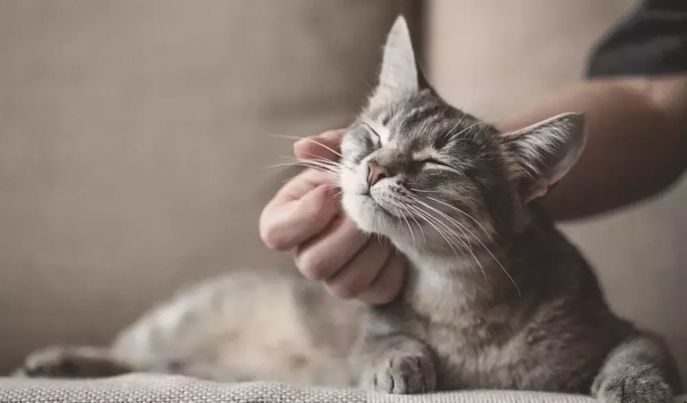 Macskák Világnapja Purina